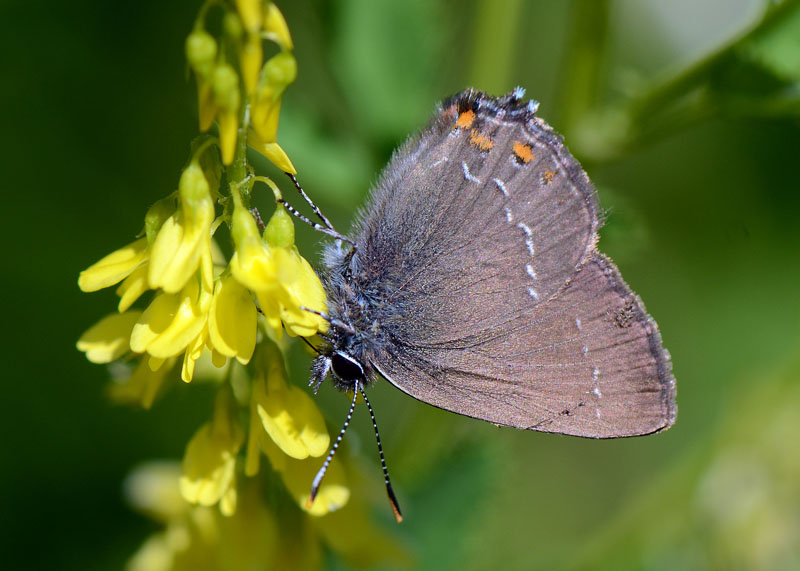 Satyrium ilicis ?
